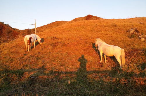 Foto 43 - Daejeong Pension