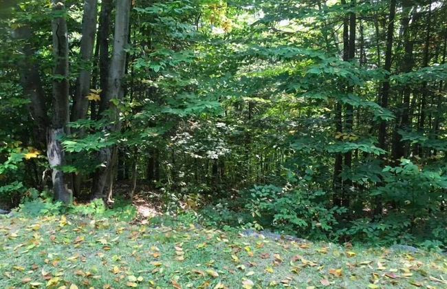 Blueberry Lake Resort - Foto 41