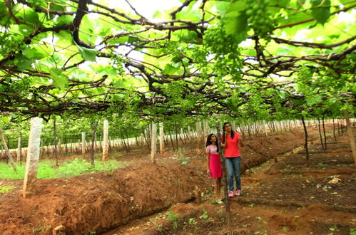 Photo 10 - Harvest Fresh Farms