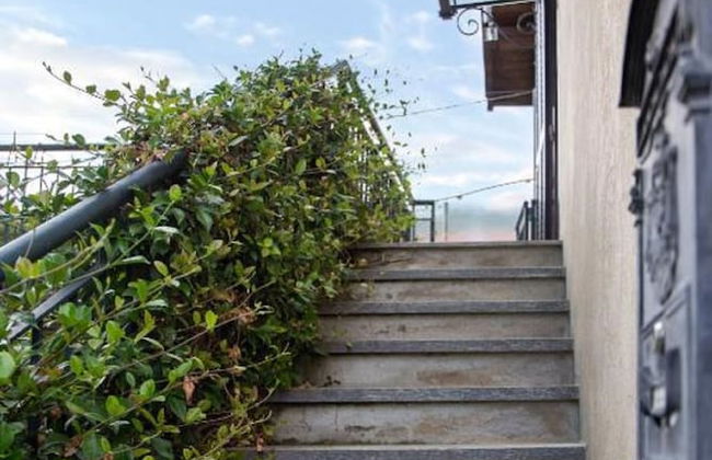 Le Ortensie - Foto 2