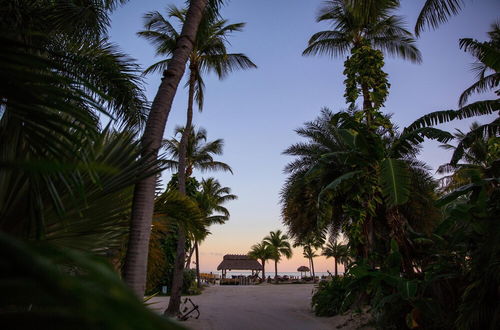 Photo 14 - The Caribbean Resort Canary Island Palm North