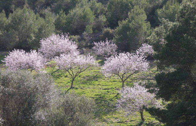 Agroturisme Es Picot - Foto 74