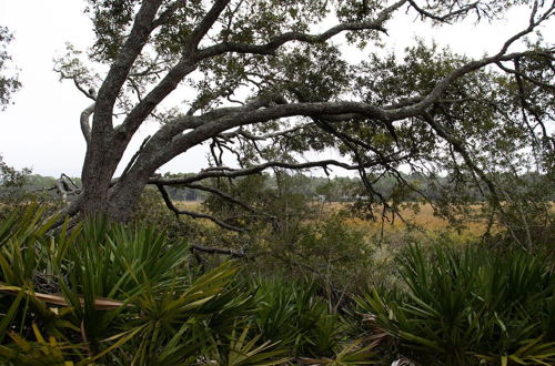 Photo 31 - 854 Marsh Dunes