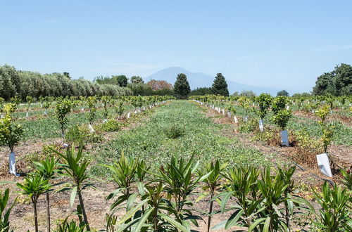 Foto 57 - Tenuta San Calogero