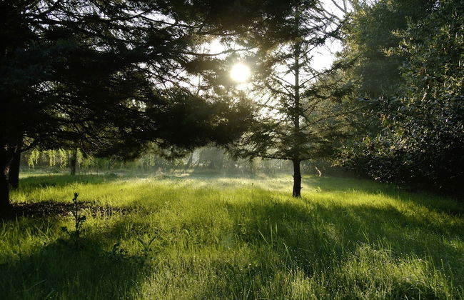 Serendip - Photo 35