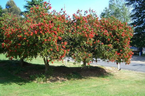 Photo 27 - Rainbow Pines Tourist Caravan Park