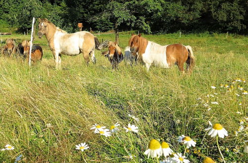 Photo 25 - Farm Situated Next to the Kellerwaldnational Park