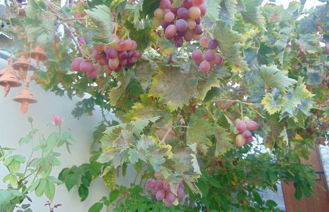 Charalambos Holiday Cottage - Foto 57