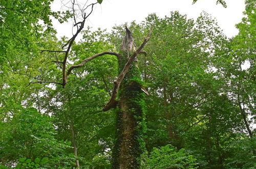 Photo 34 - Ferienwohnung im Gutshaus Alt Krassow Inmitten der Natur