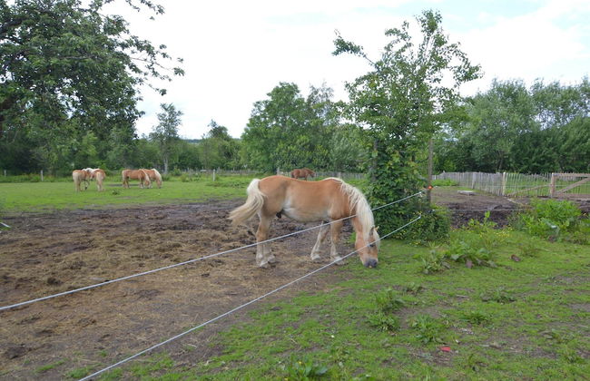 Cottage in Paliseul With Garden - Foto 19