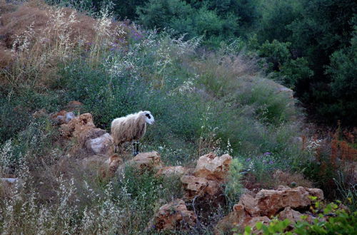 Foto 16 - Sea View Villa in Prinès with Private Pool near Rethymnon