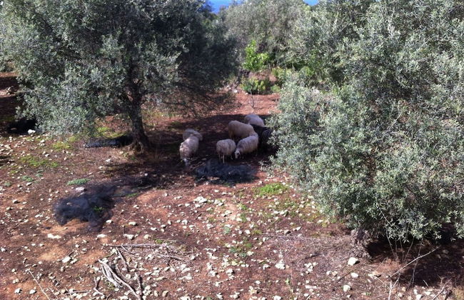 Sea View Villa in Prinès with Private Pool near Rethymnon - Photo 20