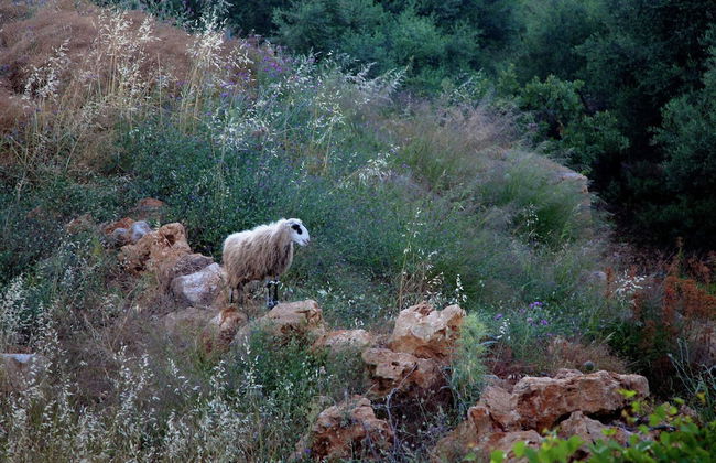 Sea View Villa in Prinès with Private Pool near Rethymnon - Photo 17