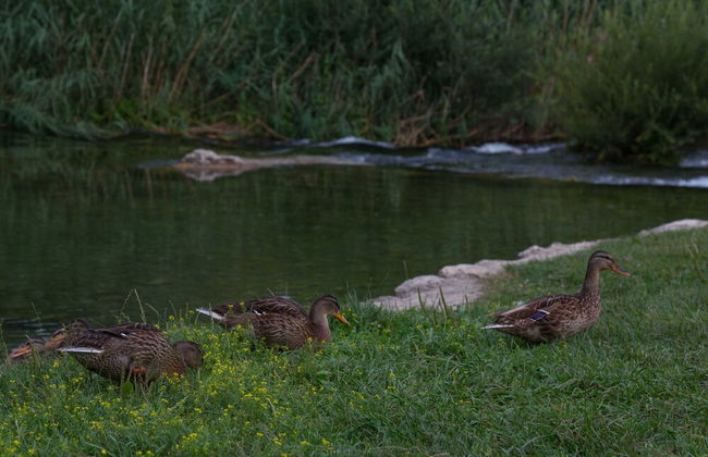 Villa Tomic - Photo 31