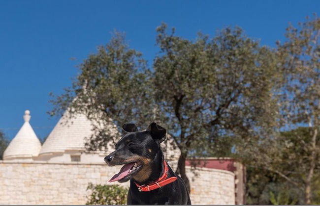 Trullo Lilia - Foto 64
