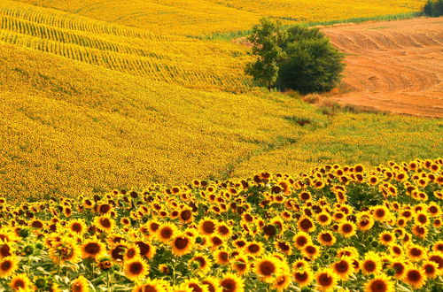 Foto 53 - Agriturismo La Roverella