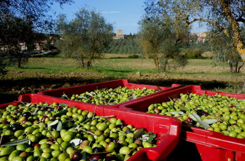 Foto 60 - Agriturismo La Roverella