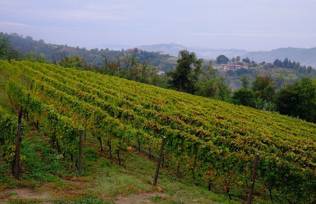 Agriturist Rupestr - Foto 10