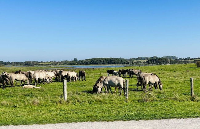 Huus Schippe "collund" - Foto 6
