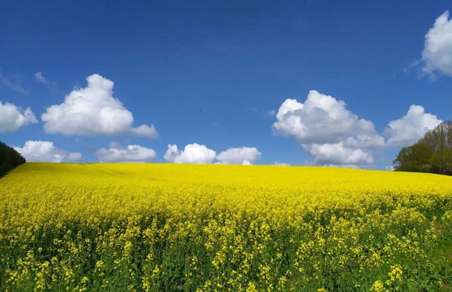 Farsighted Modern Retreat - Foto 12