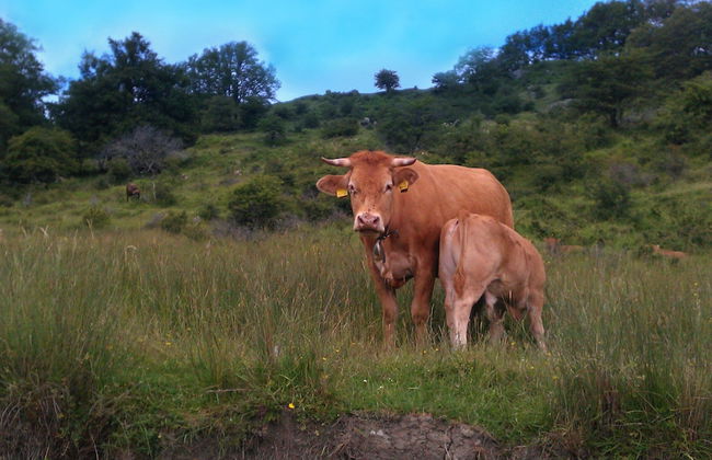 Beautiful Cottage in Pescia - Foto 41