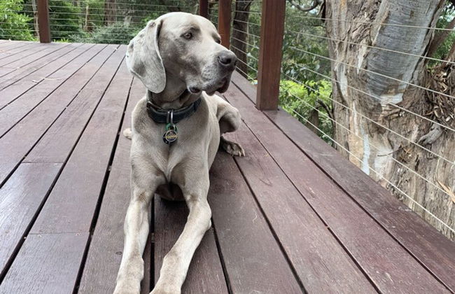 Whispering Gums Lorne Ocean Views Pet Friendly EV Charger - Foto 5