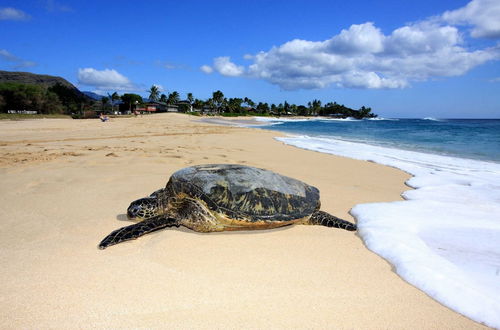 Photo 18 - Ocean Escape by Avantstay 10 Min to Makaha Beach Brand New Ocean Views