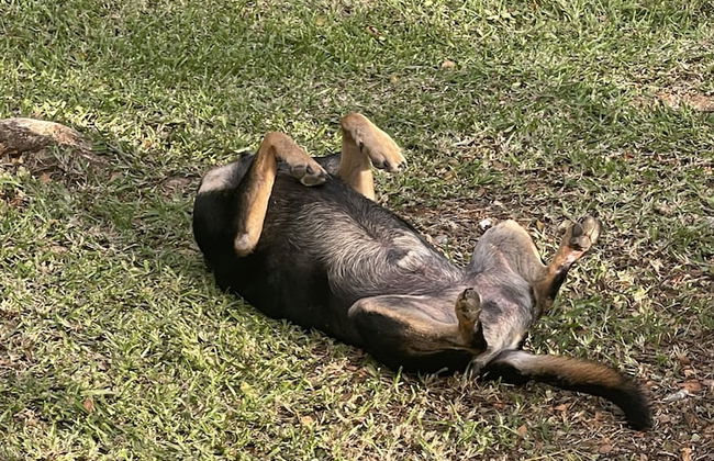 VILA DEL MARE - Photo 2