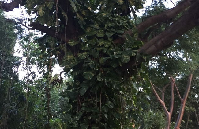 Villa in Havana with swimming pool and garden - Foto 16