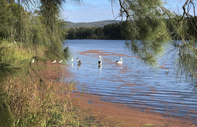 Kurrajong Village Delight - Foto 15