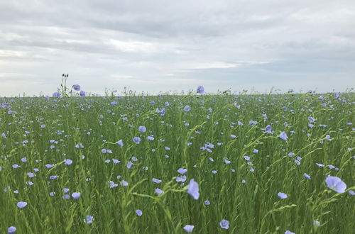 Photo 45 - Parc Beausejour Dieppe