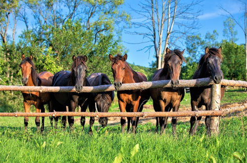 Photo 48 - Końska Dolina