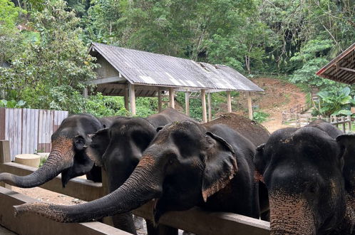 Photo 45 - Ton Pling Khao Lak Villa