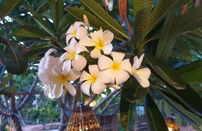 Ozone at farm - Foto 8