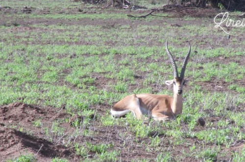 Photo 10 - Amanya Star Bed Amboseli