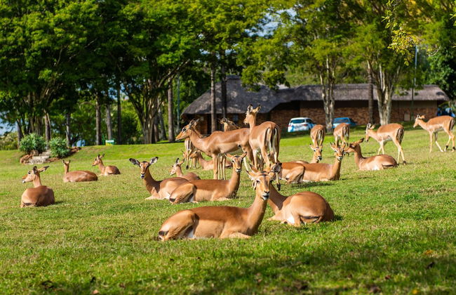 Kruger Park Lodge Unit No. 254 - Foto 48