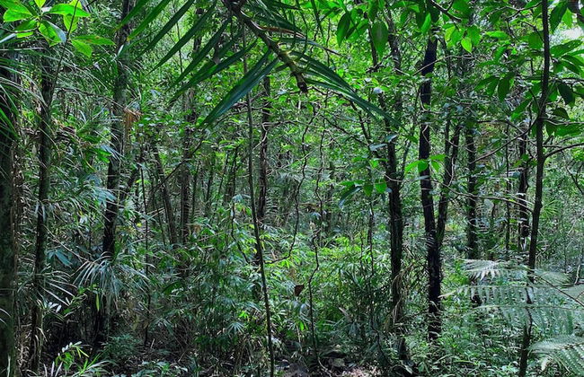Kurunduketiya Private Rainforest Resort - Foto 22