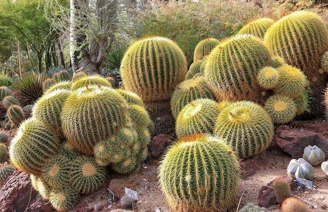 The Golden Cactus Phoenix - Foto 42