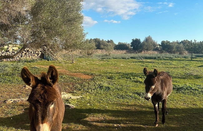 Finca Son Pieras - Photo 59