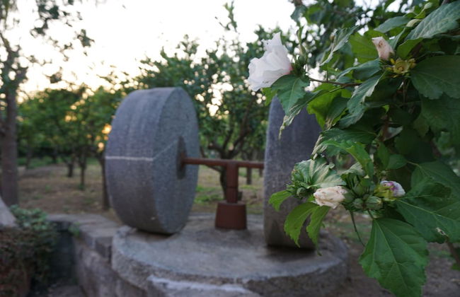 Lemon Factor Sorrento - Foto 71