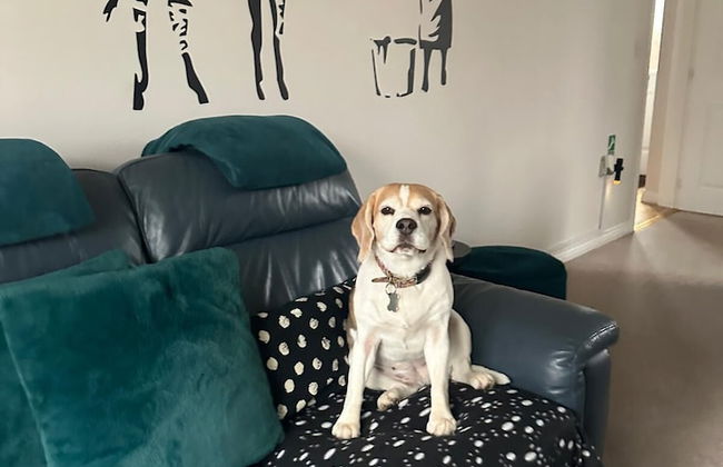 Dog Friendly - 4 Bed House - Sleeps 10 - Pool Table - Photo 22