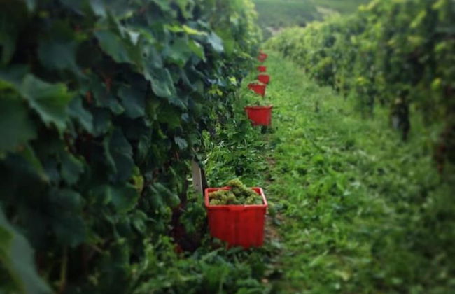 Agriturismo Cà Trinchè - Foto 28