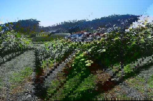 Foto 51 - Quinta de Cypriano - Wine & Nature