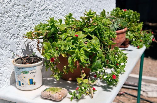 Photo 21 - Apartments With Garden View Creta Ierapetra