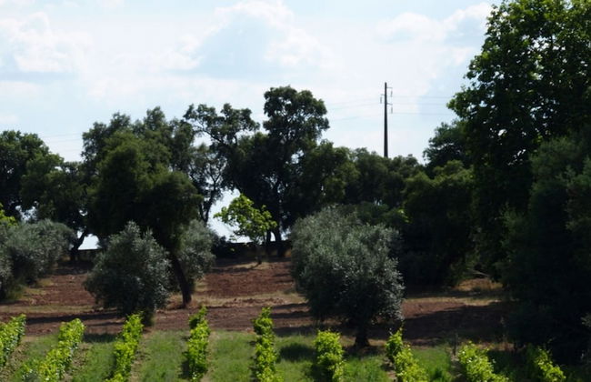Quinta dos Ribeiros - Foto 57