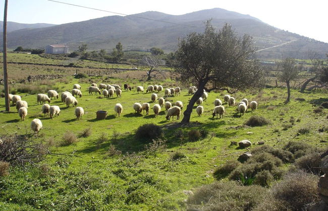 Ktima Nikola - Foto 45