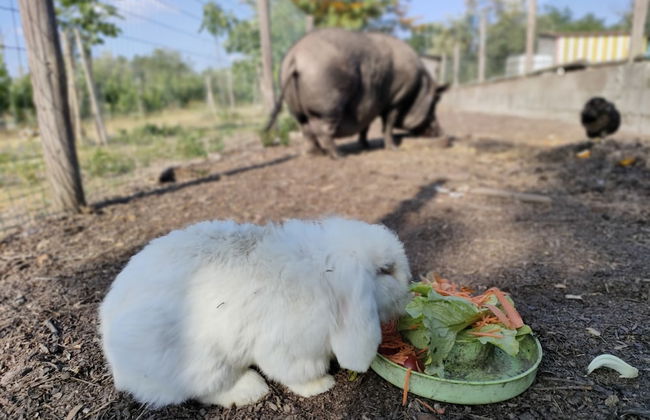 Casa das Palmeiras - Pedagogic Farm - Foto 125