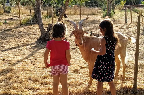 Photo 54 - Casa das Palmeiras - Pedagogic Farm