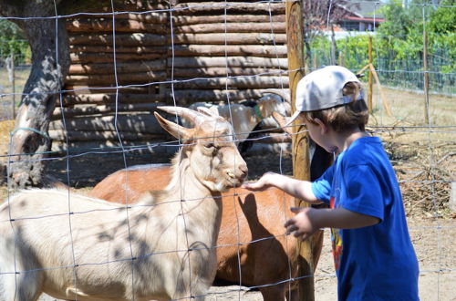 Foto 56 - Casa das Palmeiras - Pedagogic Farm