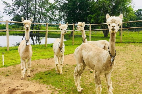 Photo 24 - Rellik House. Winery and Alpaca Farm